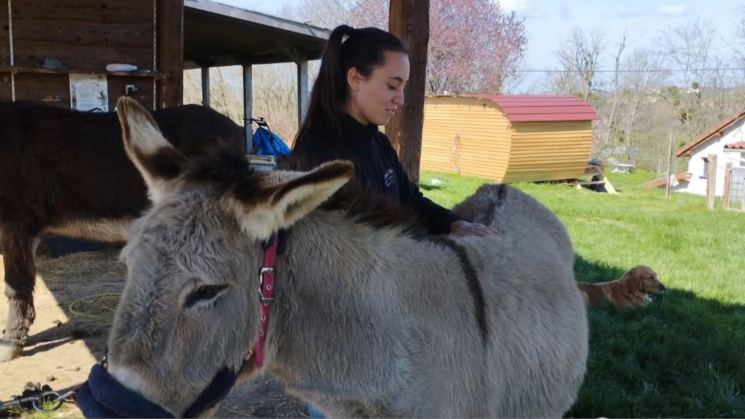 Le bien-être animal au cœur de nos randonnées avec des ânes