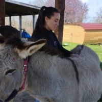 Le bien-être animal au cœur de nos randonnées avec des ânes