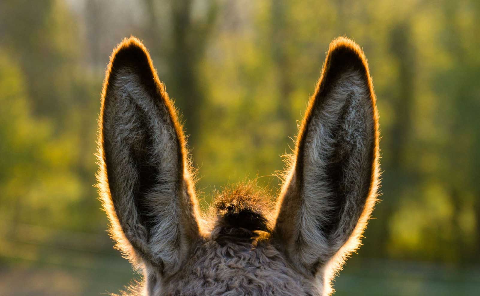 Randonnée âne avec les petits-enfants