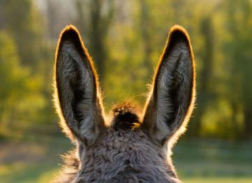 Randonnée avec un âne
