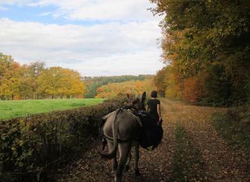 Sharing a hike with a donkey
