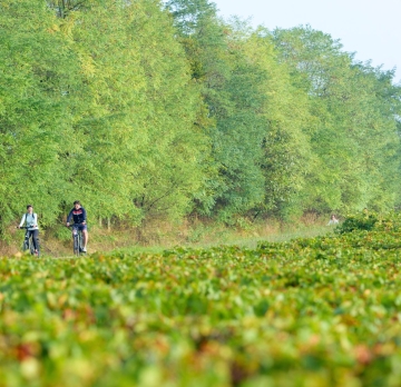 5 jours à travers le vignoble du Mâconnais